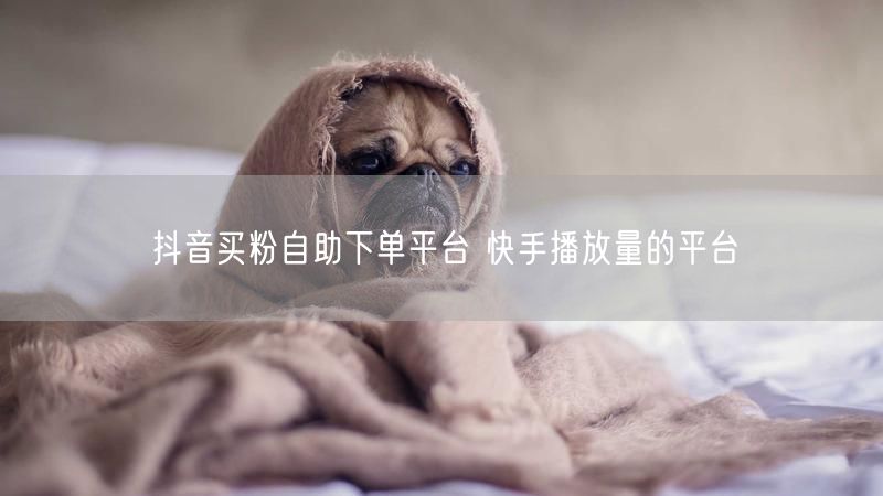 抖音买粉自助下单平台 快手播放量的平台